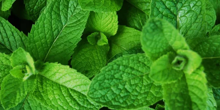 पुदिना स्वास्थ्यका लागी कति फाइदाजनक ?