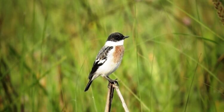 शुक्लाफाँटामा विश्वकै दुर्लभ १९ प्रजातिका चरा