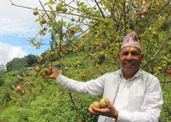 गाजनेमा स्याउ उत्पादन हुन थालेपछि कृषक उत्साहित