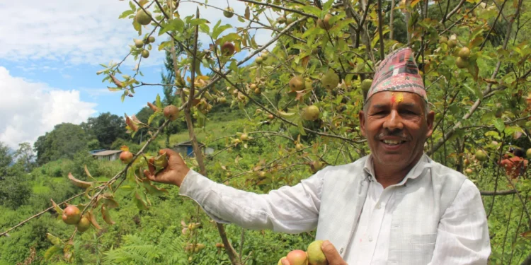 गाजनेमा स्याउ उत्पादन हुन थालेपछि कृषक उत्साहित