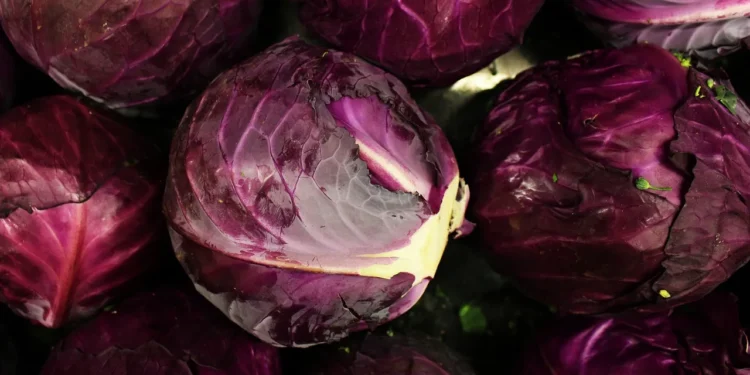 रातो बन्दा स्वास्थ्यका लागि फाइदाजनक: यी हुन् मुख्य लाभहरू