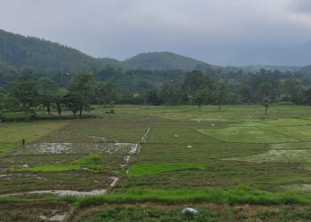 लगातारको वर्षाले तराईका किसानमा रोपो जाग्ने आश