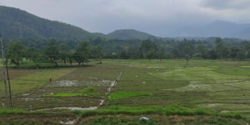 लगातारको वर्षाले तराईका किसानमा रोपो जाग्ने आश