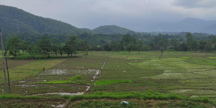 लगातारको वर्षाले तराईका किसानमा रोपो जाग्ने आश