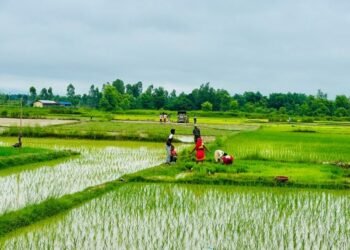 सिरहामा यसवर्षको रोपाइँ अन्तिम चरणमा