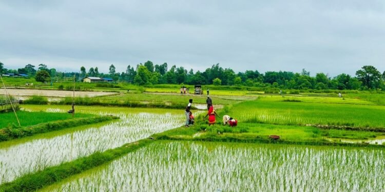 सिरहामा यसवर्षको रोपाइँ अन्तिम चरणमा