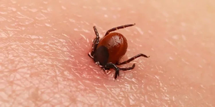 चितवनमा स्क्रब टाइफस सङ्क्रमण बढ्दो, एक वर्षमा एक हजार ५५ सङ्क्रमित