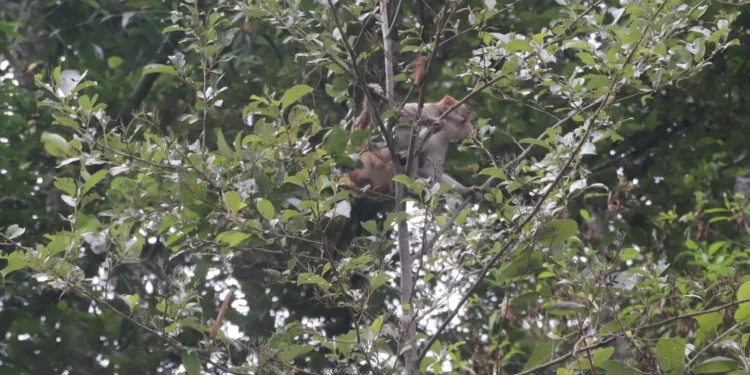 बाँदरको उपद्रो बढेपछि किसान चिन्तित
