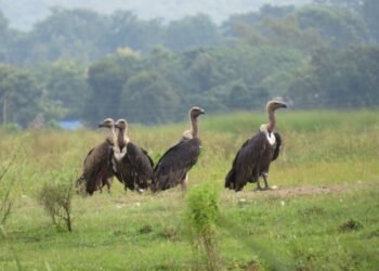 गिद्धको सङ्ख्या बढ्दै, संरक्षणकर्मी उत्साहित