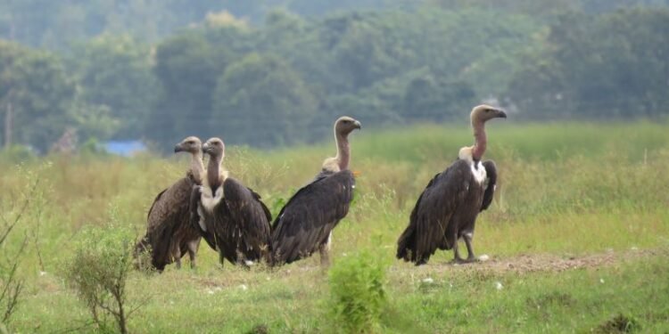गिद्धको सङ्ख्या बढ्दै, संरक्षणकर्मी उत्साहित