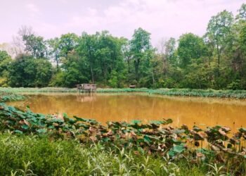 उपभोक्ताको आयआर्जनमा टेवा पुर्याउन पुरैनातालमा माछापालन