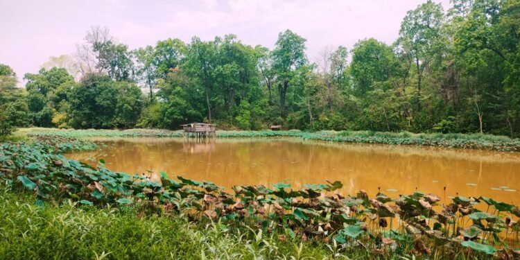 उपभोक्ताको आयआर्जनमा टेवा पुर्याउन पुरैनातालमा माछापालन