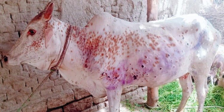 भोजपुरका पशु चौपायामा लम्पी स्किनको सङ्क्रमण बढ्दै