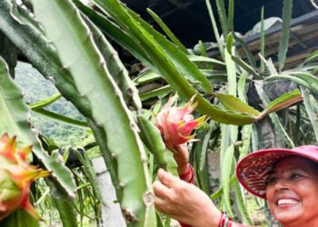 शिक्षण र बुटिक पेसापछि ‘ड्रागनफ्रुट’मा आकर्षित गौली