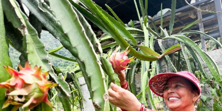 शिक्षण र बुटिक पेसापछि ‘ड्रागनफ्रुट’मा आकर्षित गौली