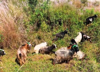 च्याङ्ग्रा व्यापारीको दुःखः दसैँ खर्च जोहो गर्न डोल्पादेखि बागलुङ