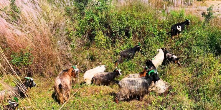 च्याङ्ग्रा व्यापारीको दुःखः दसैँ खर्च जोहो गर्न डोल्पादेखि बागलुङ