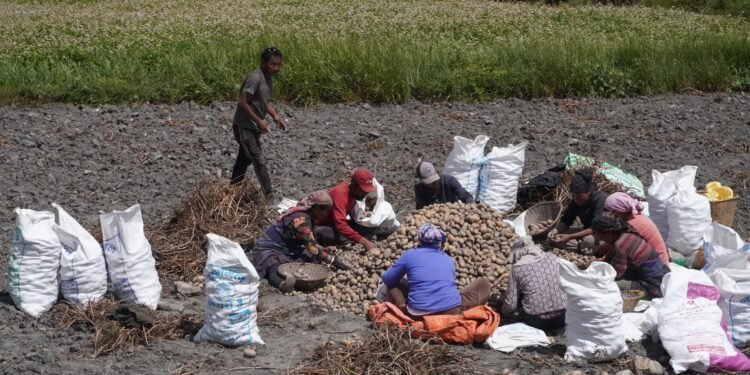 मुस्ताङको ४७० हेक्टर क्षेत्रफलमा आलुखेती