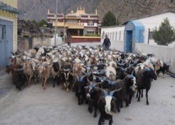 डोल्पा र जुम्लाका भेडाच्याङ्ग्रा मुस्ताङमा