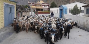 डोल्पा र जुम्लाका भेडाच्याङ्ग्रा मुस्ताङमा