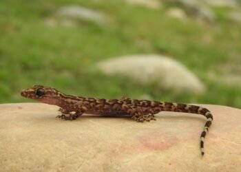 नेपालमा भेटिए छेपारोका दुई नयाँ प्रजाति