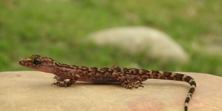 नेपालमा भेटिए छेपारोका दुई नयाँ प्रजाति