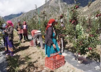 मुस्ताङमा ‘हाइब्रिड’ स्याउ उत्पादनमा वृद्धि