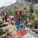 मुस्ताङमा ‘हाइब्रिड’ स्याउ उत्पादनमा वृद्धि