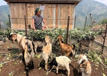 सीमान्तकृतलाई आयआर्जन कार्यक्रम