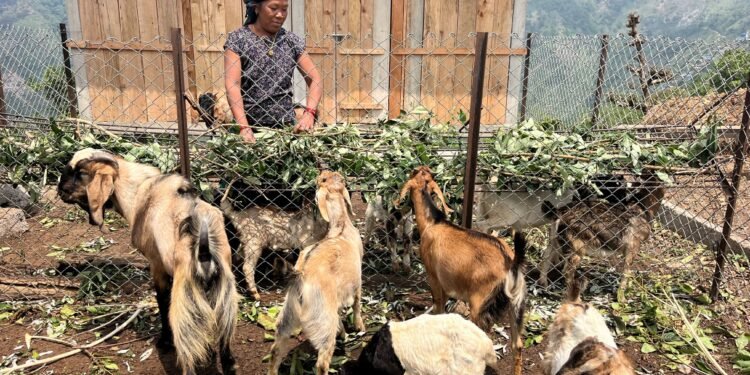 सीमान्तकृतलाई आयआर्जन कार्यक्रम