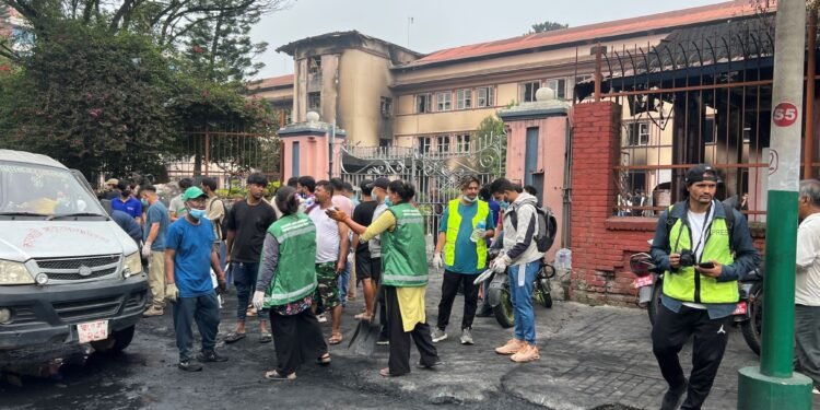 सरसफाइमा ‘जेनजी’