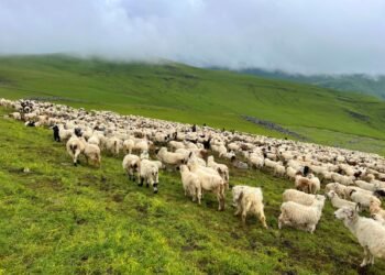 दसैँ सुरु भएसँगै बेसी झर्न थाले भेडीगोठ