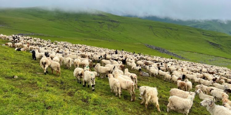 दसैँ सुरु भएसँगै बेसी झर्न थाले भेडीगोठ