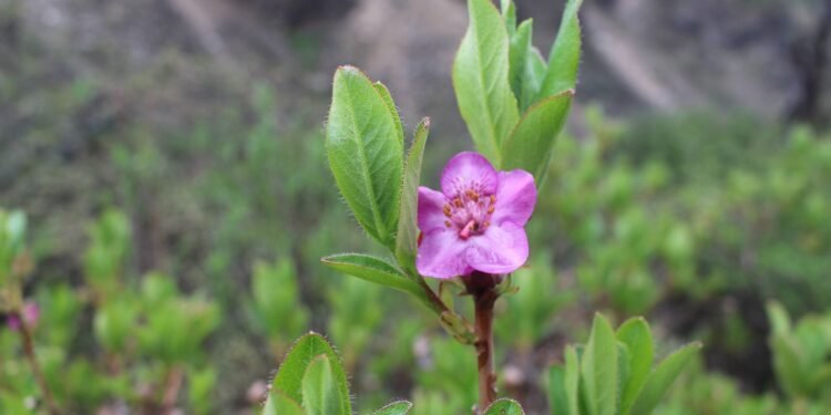 अन्नपूर्ण पदमार्गमा ढकमक्क ‘पोथ्रे गुराँस’