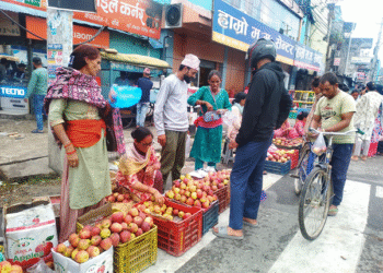 उपभोक्ताको रुचिमा कर्णालीको स्याउ