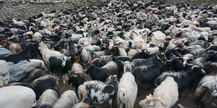 यस वर्ष खाद्यले खसी–च्याङ्ग्रा बिक्री नगर्ने