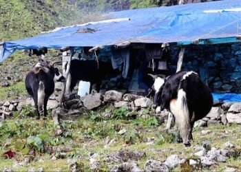 जलवायु परिवर्तनले चौँरीपालन व्यवसाय सङ्कटमा