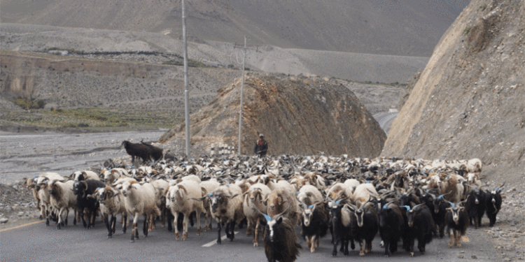 दसैँका लागि तेह्र हजार बढी भेडाच्याङ्ग्रा मुस्ताङ हुँदै अन्य जिल्ला पठाइयो