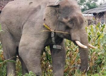 जङ्गली हात्तीले गाउँपसेपछि रातभर जाग्राम