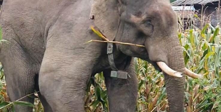 जङ्गली हात्तीले गाउँपसेपछि रातभर जाग्राम