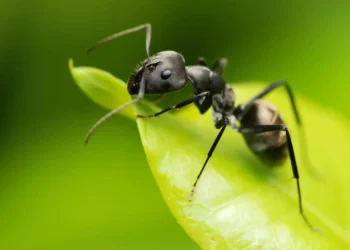 कमिला किन ताँती बनाएर हिँड्छन् ? यस्तो छ रहस्य
