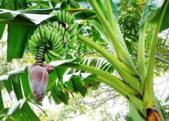 दाङमा ७३० हेक्टरमा व्यावसायिक केराखेती