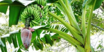 दाङमा ७३० हेक्टरमा व्यावसायिक केराखेती