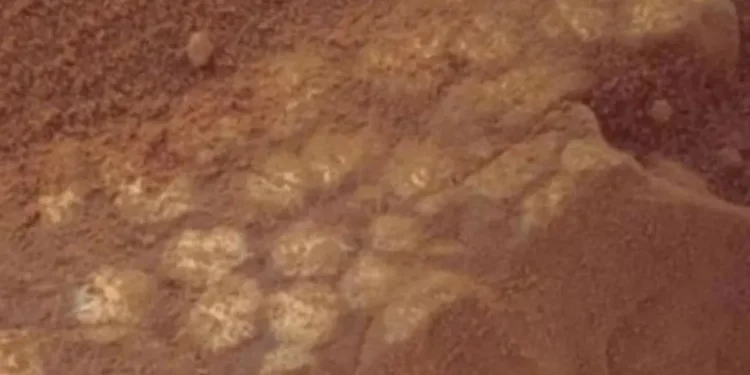 मंगलग्रहमा भेटियो ‘डायनोसरको अन्डा’, बैज्ञानिकहरू थप अनुसन्धान गर्दै