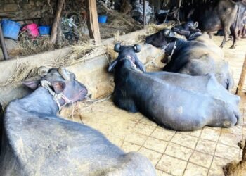 बागलुङका किसानले गराए ७०५ पशुको बिमा