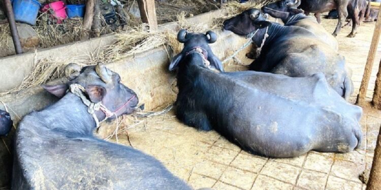 बागलुङका किसानले गराए ७०५ पशुको बिमा