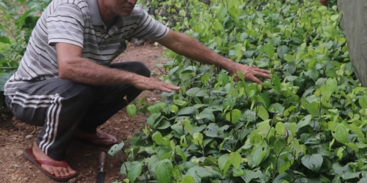 मरिचका बिरुवा बेचेर मनग्य आम्दानी