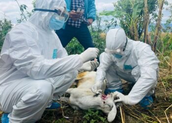 सुदूरपश्चिममा रेबिज सङ्क्रमण बढ्दो, नियन्त्रणमा चुनौती