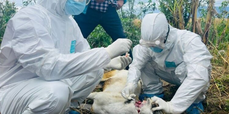 सुदूरपश्चिममा रेबिज सङ्क्रमण बढ्दो, नियन्त्रणमा चुनौती