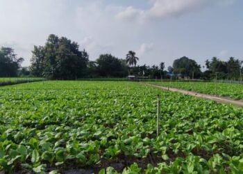 देउकुमारको कृषि फार्ममा तीस लाखको रायोको साग